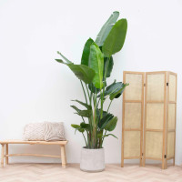 Xxl Plants Strelitzia Nicolai - 230 cm