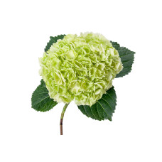 The Mastergrowers Zimmerhortensie Weiß - 40 cm, ø 14 cm