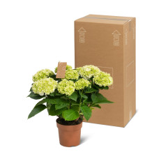 The Mastergrowers Zimmerhortensie Weiß - 40 cm, ø 14 cm