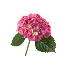 The Mastergrowers Zimmerhortensie Rosa - 40 cm, ø 14 cm