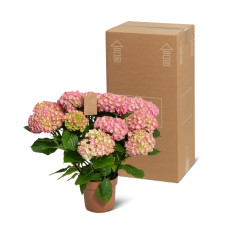 The Mastergrowers Zimmerhortensie Rosa - 40 cm, ø 14 cm