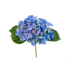 The Mastergrowers Zimmerhortensie Blau 40cm, Ø 14 cm