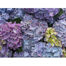 The Mastergrowers Zimmerhortensie Blau 40cm, Ø 14 cm