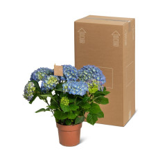 The Mastergrowers Zimmerhortensie Blau 40cm, Ø 14 cm