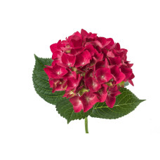 The Mastergrowers Zimmerhortensie Rot - 40 cm,  ø 14 cm