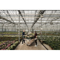 The Mastergrowers Zimmerhortensie Rot - 40 cm,  ø 14 cm