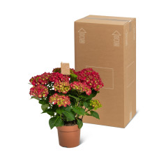 The Mastergrowers Zimmerhortensie Rot - 40 cm,  ø 14 cm