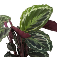 Meergroothandel Calathea-Medaillon - 60 cm, Ø 17 cm