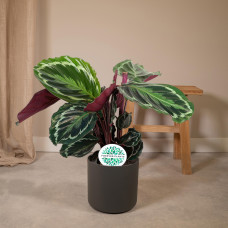 Meergroothandel Calathea-Medaillon - 60 cm, Ø 17 cm