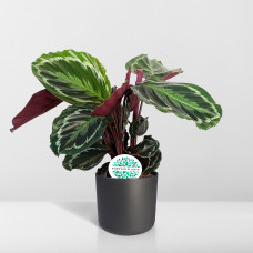 Meergroothandel Calathea-Medaillon - 60 cm, Ø 17 cm