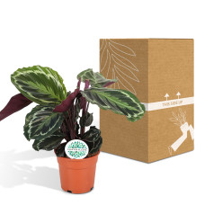 Meergroothandel Calathea-Medaillon - 60 cm, Ø 17 cm