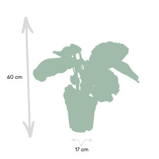 Meergroothandel Calathea-Medaillon - 60 cm, Ø 17 cm
