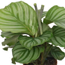 Meergroothandel Calathea Orbifolia - 60 cm, Ø 17 cm