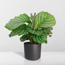 Meergroothandel Calathea Orbifolia - 60 cm, Ø 17 cm