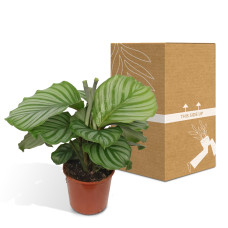 Meergroothandel Calathea Orbifolia - 60 cm, Ø 17 cm