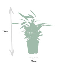 Meergroothandel Calathea Rufibarba - 85 cm, Ø 21 cm