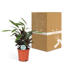 Meergroothandel Calathea Rufibarba - 85 cm, Ø 21 cm