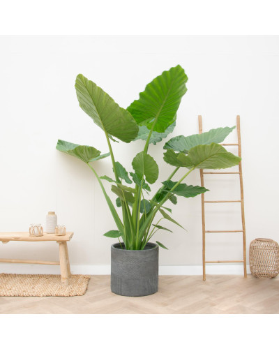 Xxl Plants Alocasia Macrorrhiza - 220 cm