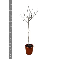 Xxl Plants Ficus Carica Auf Stiel - 180 cm
