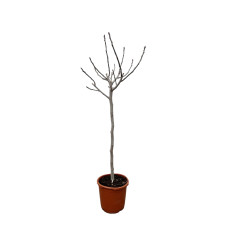 Xxl Plants Ficus Carica Auf Stiel - 180 cm