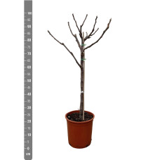 Xxl Plants Ficus Carica Auf Stiel - 100 cm