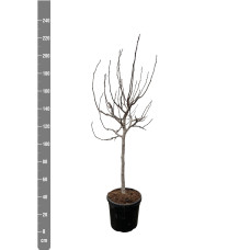 Xxl Plants Ficus Carica Auf Stiel - 225 cm