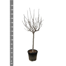 Xxl Plants Ficus Carica Auf Stiel - 250 cm