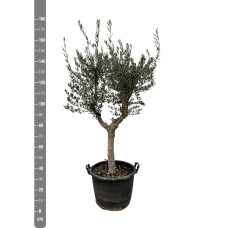 Xxl Plants Olivenbaum Olea Europaea Cultivo Einschließlich 55X46 Grigio Egg Anthrazit - 200 cm