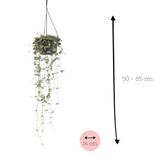 Meergroothandel Ceropegia linearis 'Iris' Green Love Hang - 50 cm, Ø 14 cm