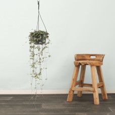 Meergroothandel Ceropegia linearis 'Iris' Green Love Hang - 50 cm, Ø 14 cm