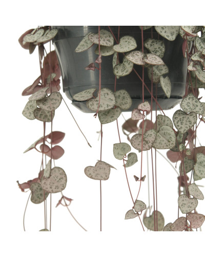 Meergroothandel Leuchterblume (Ceropegia Woodii) - 50 cm, Ø 16 cm