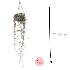 Meergroothandel Leuchterblume (Ceropegia Woodii) - 50 cm, Ø 16 cm