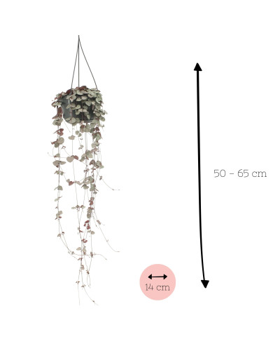 Meergroothandel Leuchterblume (Ceropegia Woodii) - 50 cm, Ø 16 cm