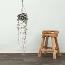 Meergroothandel Leuchterblume (Ceropegia Woodii) - 50 cm, Ø 16 cm