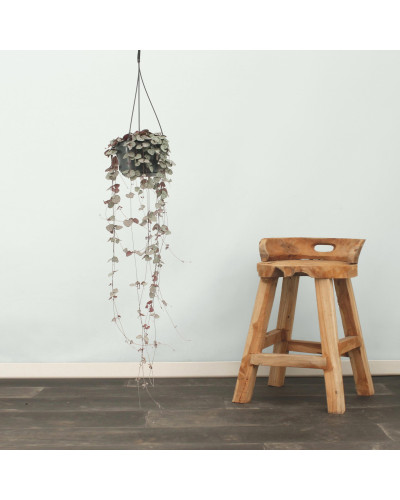 Meergroothandel Leuchterblume (Ceropegia Woodii) - 50 cm, Ø 16 cm