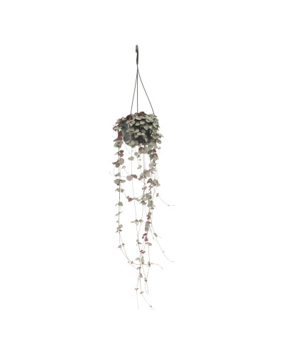 Meergroothandel Leuchterblume (Ceropegia Woodii) - 50 cm, Ø 16 cm