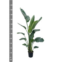 Xxl Plants Strelitzia Nicolai - 210 cm