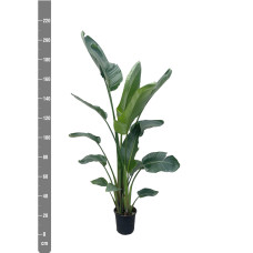 Xxl Plants Strelitzia Nicolai - 210 cm