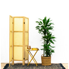 Xxl Plants Dracaena Grünes Juwel - 160 cm, Ø 24 cm