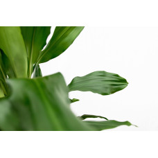 Xxl Plants Dracaena Grünes Juwel - 160 cm, Ø 24 cm