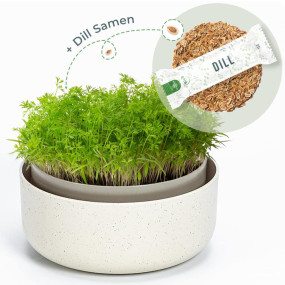 OraGarden Keimsprosskit mit Dill Samen