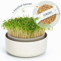 OraGarden Keimsprosskit mit Rucola Samen