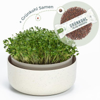 OraGarden Keimsprosskit mit Rucola Samen