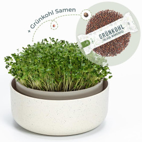 OraGarden Keimsprosskit mit Grünkohl Black Mandingo