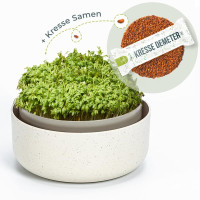 OraGarden Keimsprosskit mit Rucola Samen