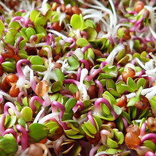 Vitamin Boost Bio Sprossen Set