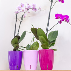 Happy-Plants Orchidea Twin Orchideentopf Selbstbewässernd Ø 12.5 cm, H 15 cm 1.3 Liter - Kirsche
