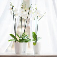 Happy-Plants Orchidea Twin Orchideentopf Selbstbewässernd Ø 12.5 cm, H 15 cm 1.3 Liter - Anthrazit