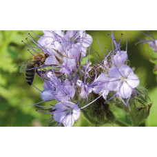 ReNatura Bio Phacelia Saatgut 0.5 kg