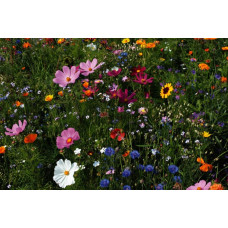 ReNatura Bienenweide Saatgut 0.275 kg